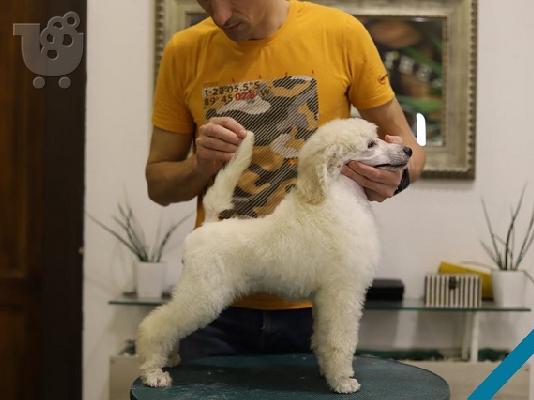 PoulaTo: Grand Royal Poodle Standard
